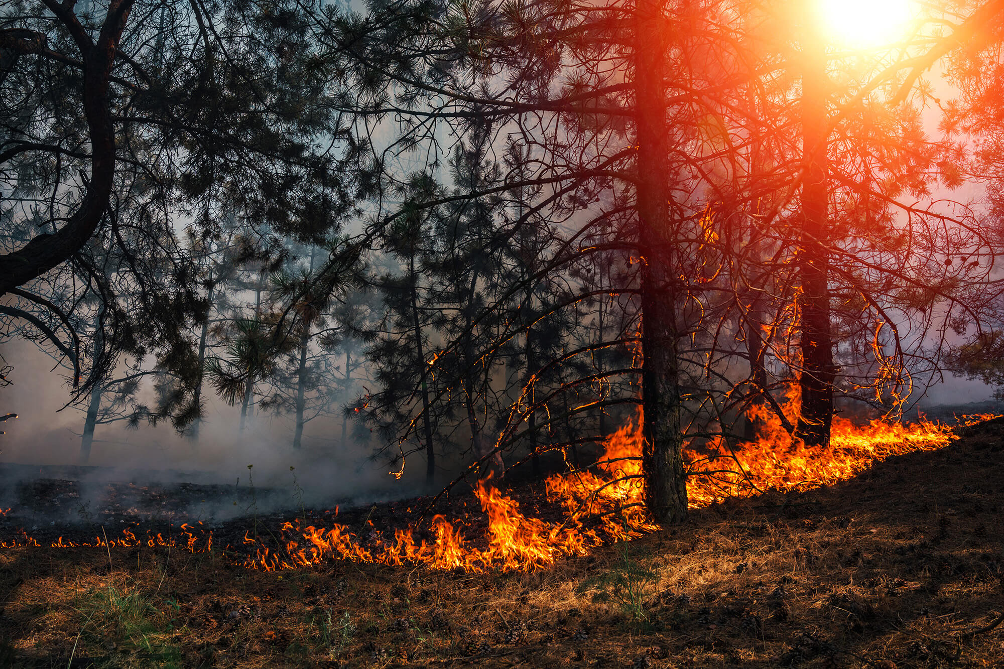 Wildfire burning a meadow and evergreen trees, with sunlight in the background.